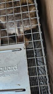 Wildlife Removal Clay Township